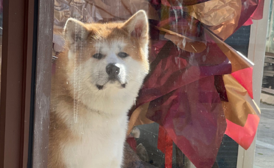 这篇文章，带你全方面认识秋田犬