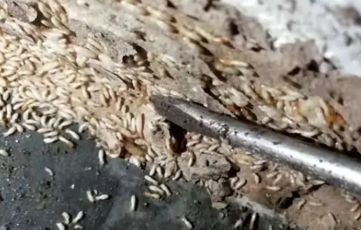 家里除白蚁多少钱