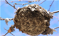 蜜蜂的家是什么