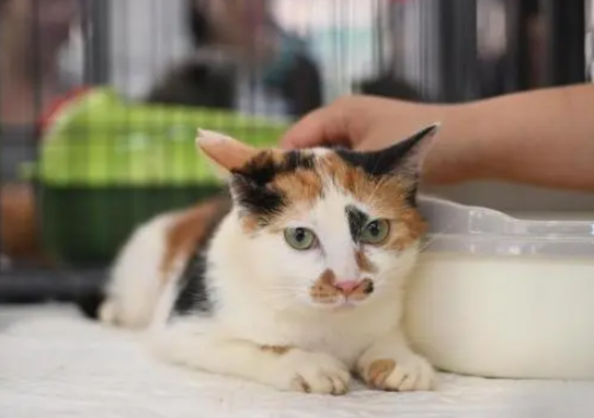 南京举办“猫咪领养大会” 传递爱与正能量
