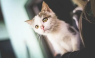 家猫为啥不建议打疫苗