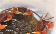 辣椒蟹怎样繁殖