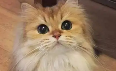 猫的眼睛为什么会发光