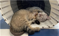 猫放屁很臭是什么原因