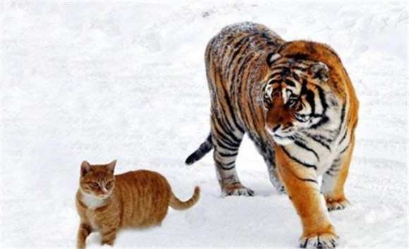 老虎会攻击猫吗