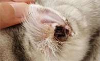 猫耳朵边缘真菌结痂图