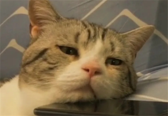 养猫久了才知道，猫咪老是叹气是这些原因！