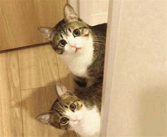 家门口遇见猫的寓意