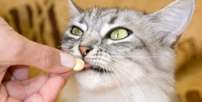 跟猫一起睡的4个坏处,尤其是第三个,你可能无法承受! 跟猫一起睡的4个坏处,尤其是第三个,你可能无法承受!
