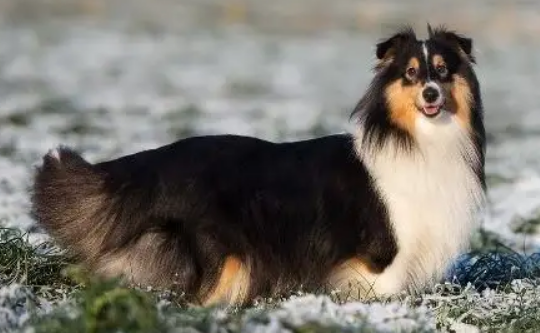 好看又乖巧的喜乐蒂牧羊犬，谁能不爱？