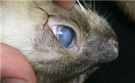 猫的眼睛白膜能自愈吗
