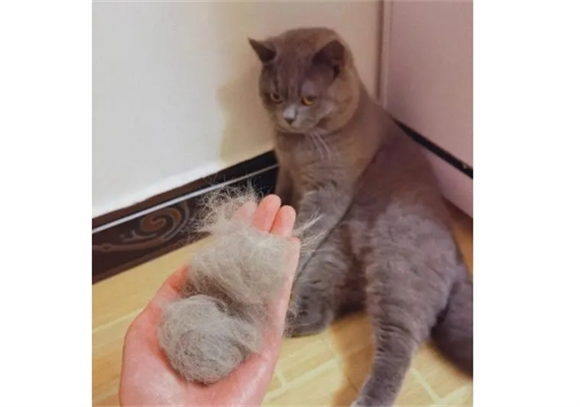 猫换毛期是什么时候
