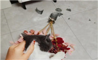 猫会踩到玻璃渣子吗