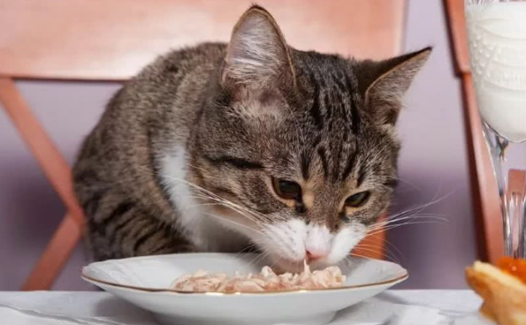 猫对碳水化合物的需求