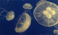 海龟吃不吃水母