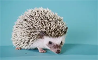 非洲迷你刺猬