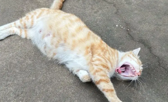 猫多久能看出来怀孕