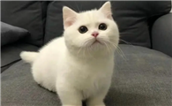 救了猫一命吉利吗