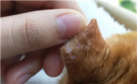 猫耳朵旁边红色破皮