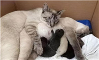 猫跟自己孩子配种了