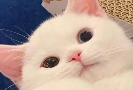 猫的心跳一分钟多少次