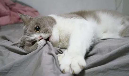猫发抖是什么原因
