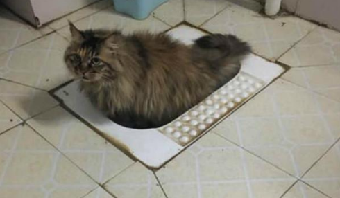 家里猫总在卫生间嚎叫