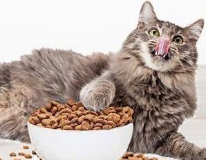 宠玲珑猫粮和雪醇猫粮哪个好