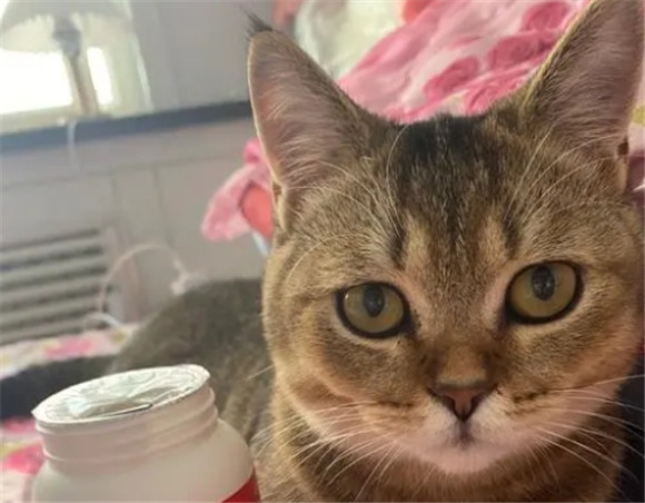 猫的细菌对人体有害吗