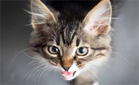 猫的眼睛瞳孔圆的和竖的什么意思