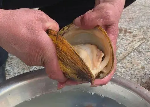 河蚌那些人不能吃