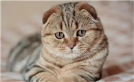 猫耳朵有水甩出来
