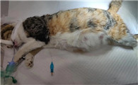 猫肚子有死胎的判断