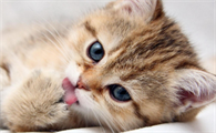 后悔没有早点知道！猫咪真的能带来好运！