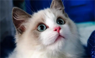 猫的智商是人几岁智商