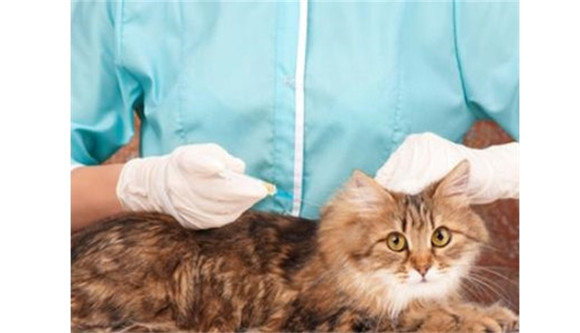 猫多久驱虫一次 猫多久驱虫一次
