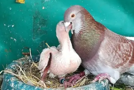 鸽子幼鸟怎么喂养