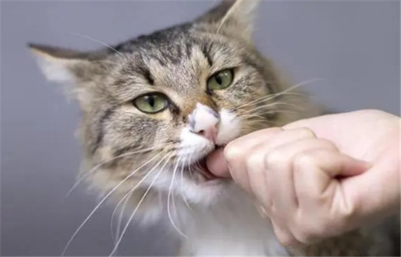 老一辈被猫咬了为啥不用打针