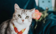 猫发出像喷气一样的声音