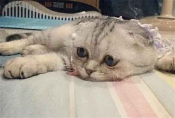 越是缺爱的猫咪，这8种表现越明显