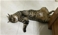 猫会不会放屁
