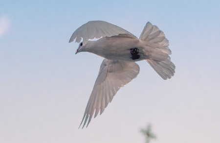 鸽子可以活多少岁