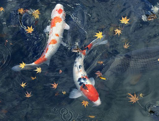 日本进口锦鲤价格