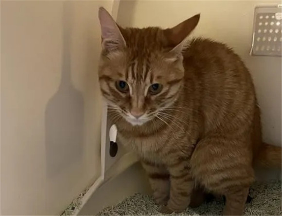 猫会被尿憋死吗