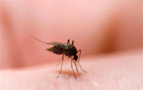 蚊子的幼虫长什么样子