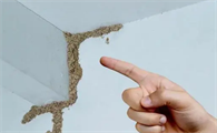 白蚁防治是国家免费吗