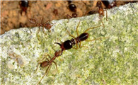 蚂蚁白蚁的消灭方法