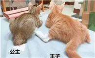 家里养两只公猫好还是一公一母好