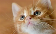 猫怀孕几个月下崽子