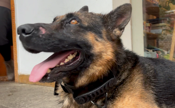 想了解德国牧羊犬的各种类型和特点,来看看吧 想了解德国牧羊犬的各种类型和特点,来看看吧